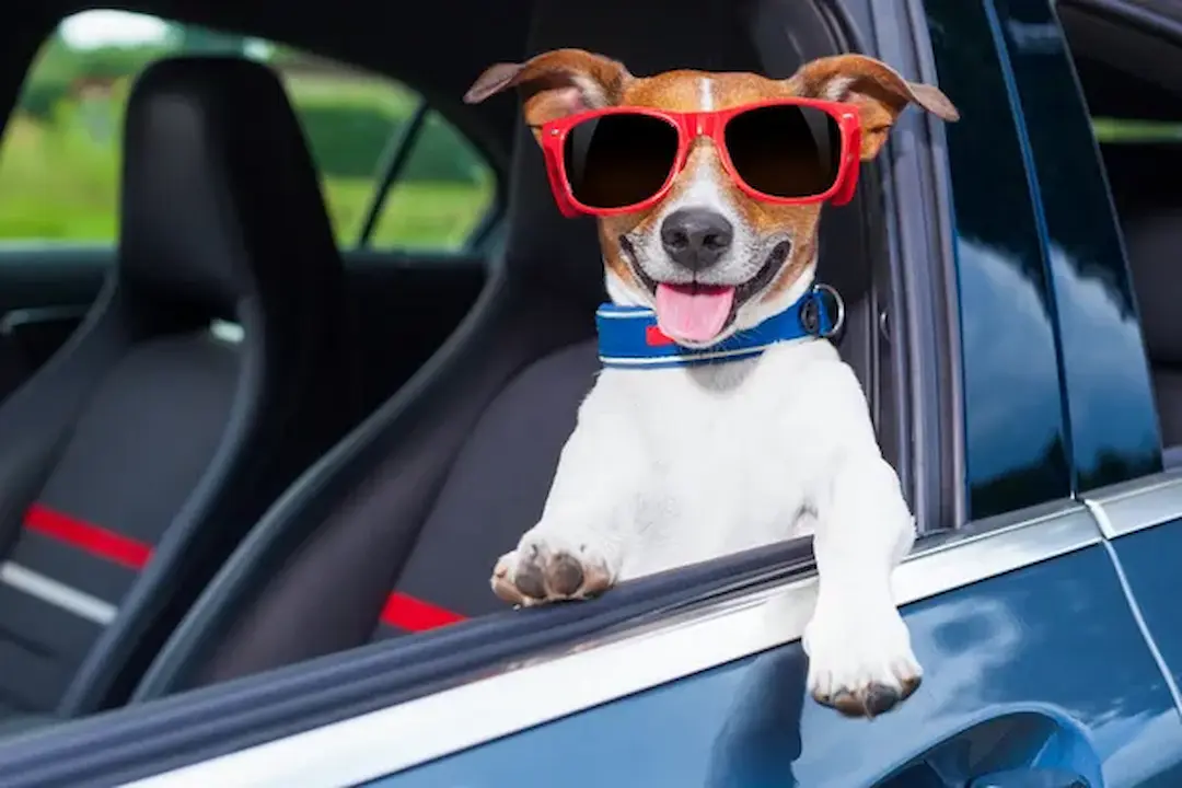 Cachorro branco com orelhas marrom, sentado no banco do motorista do carro usando um oculos vermelho com lentes pretas sorrindo.